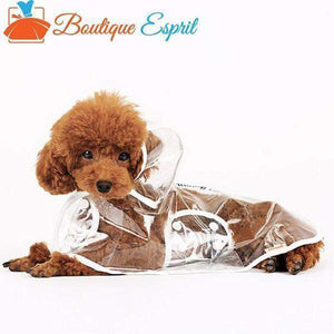 Transparent imperméable pour chien